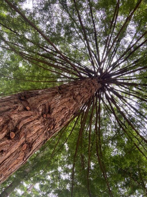 ~* The Spectacular Spyglass Treehouse *~ Occidental Exteriér fotografie